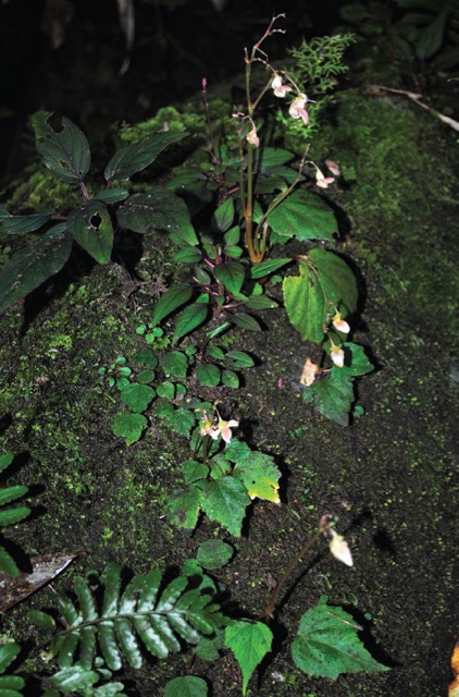 B. aliciae